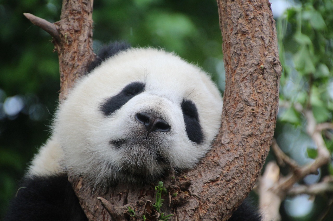 animal, panda, mammal